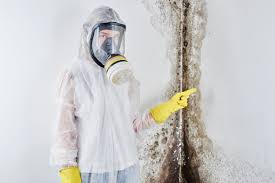 Mold Documentation for Insurance Claims in Blandon, PA